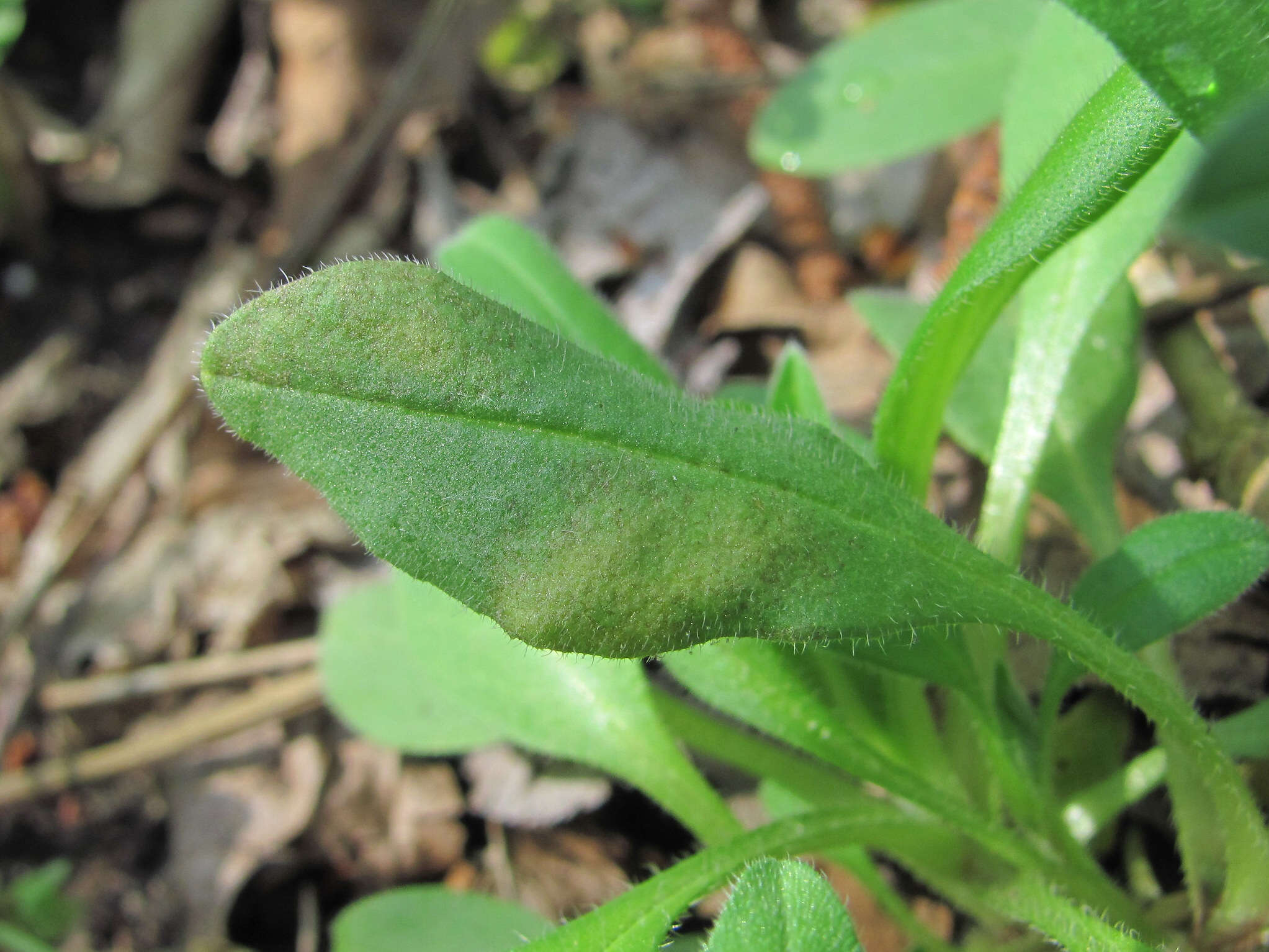 Plancia ëd Peronospora myosotidis