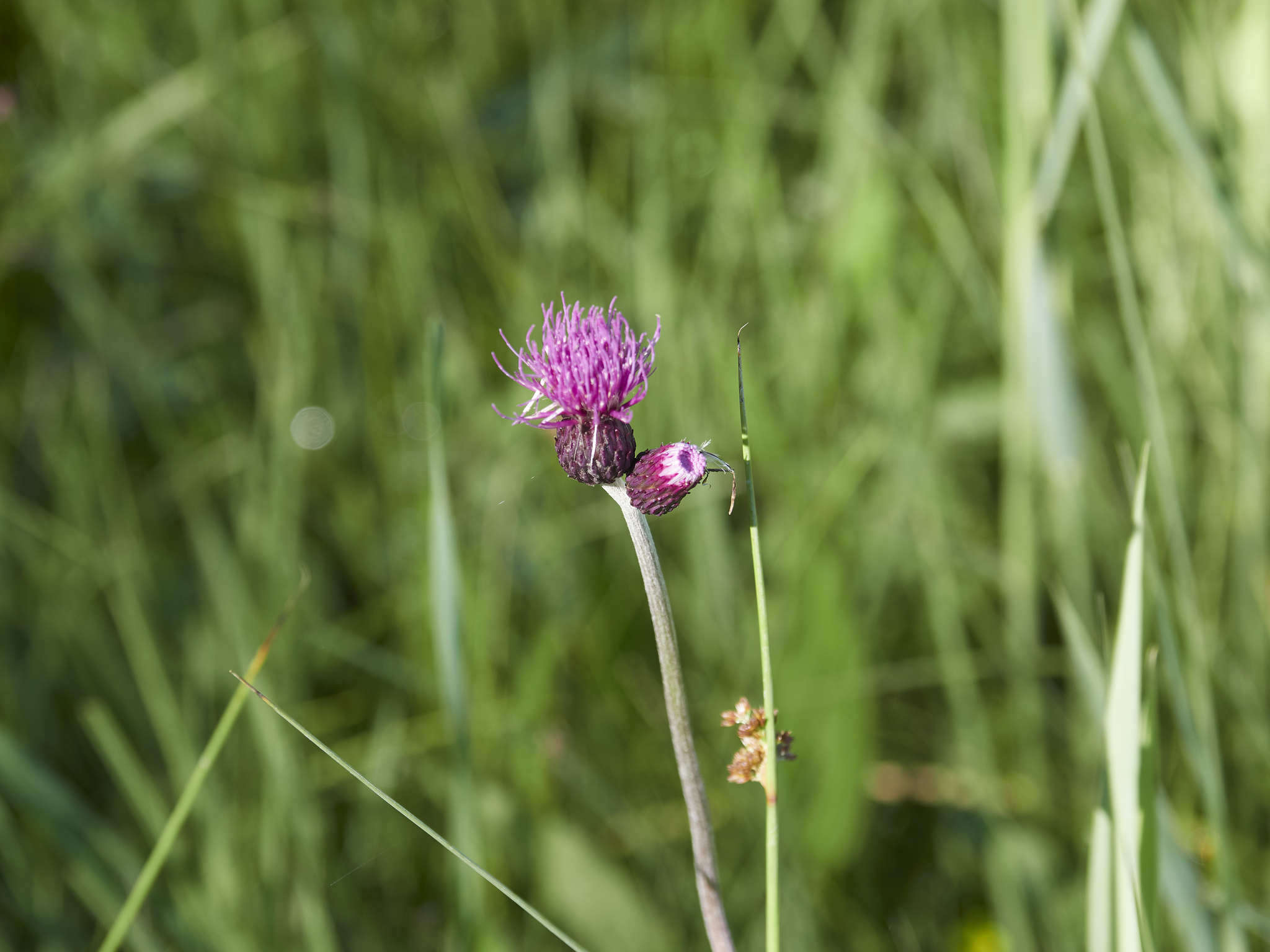 Image of Brook Thistle