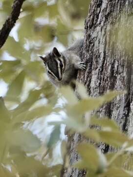 Image of Buller’s Chipmunk