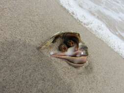 Image of Thinstripe Hermit Crab