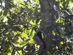 Image of Himalayan Woodpecker