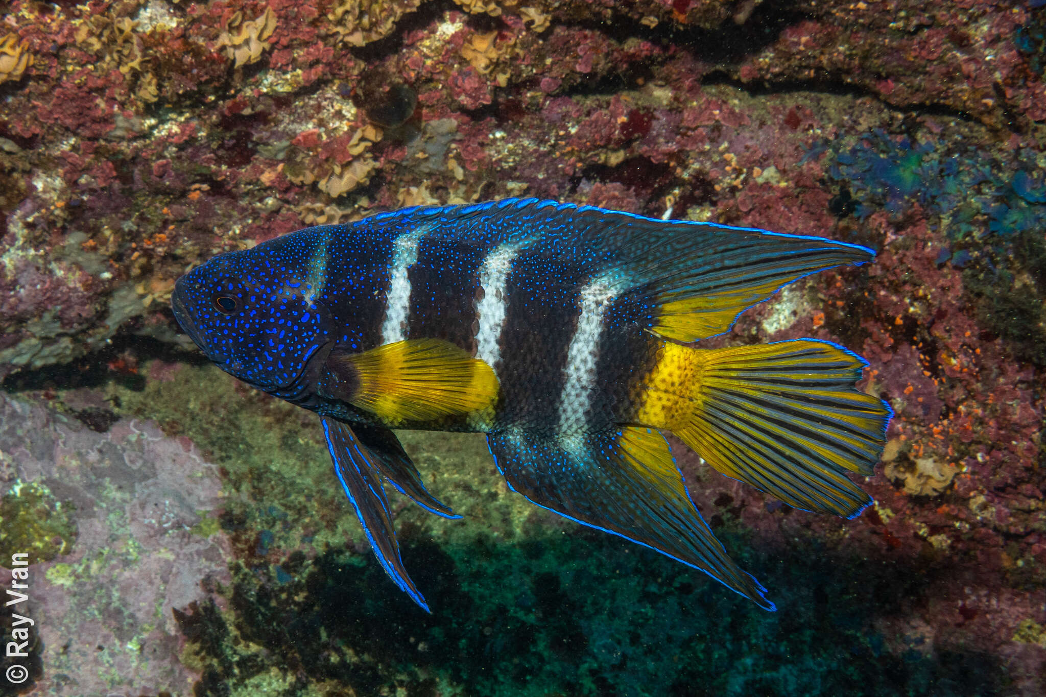 Paraplesiops resmi