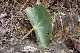 Image of Begonia grisea A. DC.