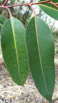 Imagem de Eucalyptus robusta Sm.