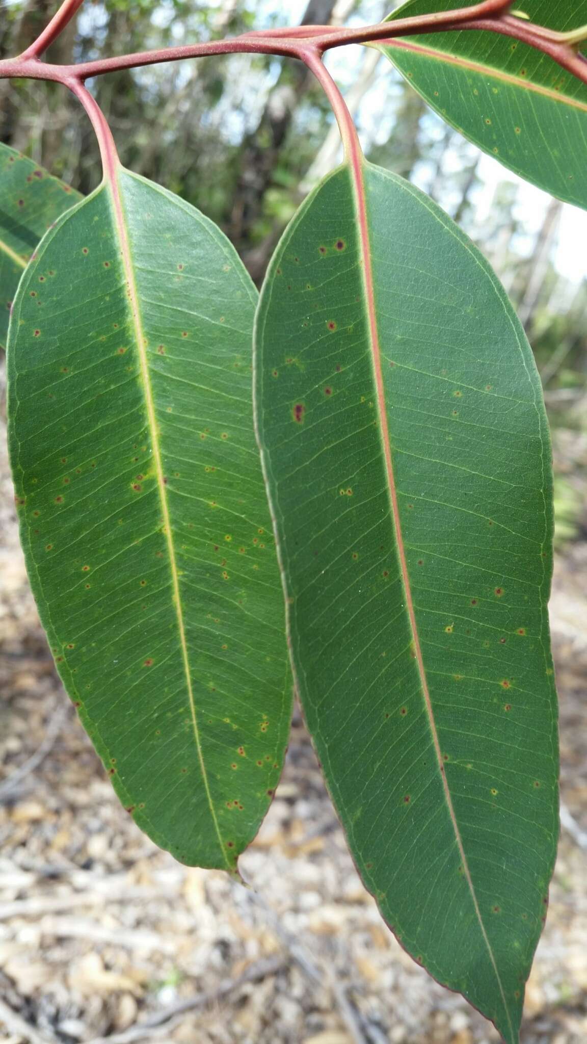 Imagem de Eucalyptus robusta Sm.