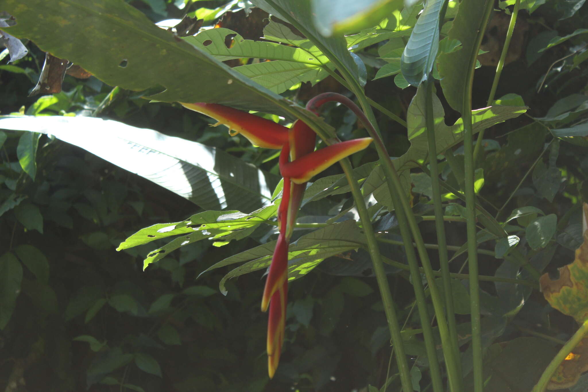 Image of Heliconia marginata (Griggs) Pittier