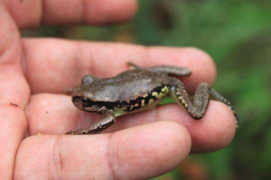 Image of Sarcohyla Duellman, Marion & Hedges 2016