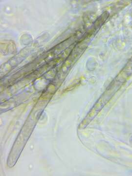 Image de Glutinoglossum orientale Fedosova, E. S. Popov & A. V. Alexandrova