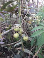 Image of Solanum juglandifolium Humb. & Bonpl. ex Dun.