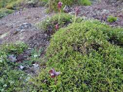 Image of Serapias cordigera subsp. azorica (Schltr.) Soó