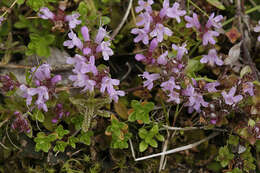 Image de Thymus serpyllum subsp. tanaensis (Hyl.) Jalas