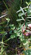 Image of Euphorbia emirnensis Baker