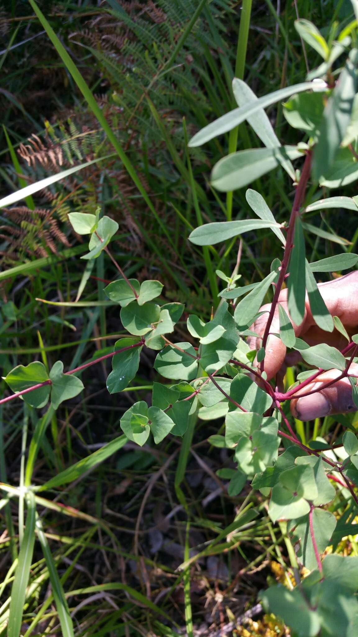 Image of Euphorbia emirnensis Baker