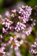 Image of Erica parviflora var. parviflora