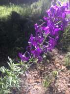 Plancia ëd Delphinium scopulorum A. Gray