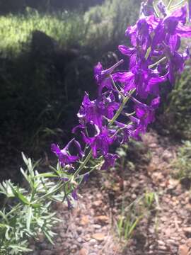 Plancia ëd Delphinium scopulorum A. Gray