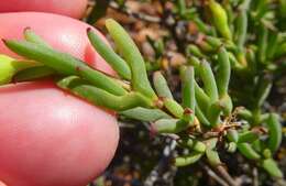 Delosperma asperulum (Salm-Dyck) L. Bol. resmi