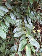 Image of Lasianthus micranthus Hook. fil.