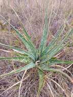 Plancia ëd Aloe micracantha Haw.