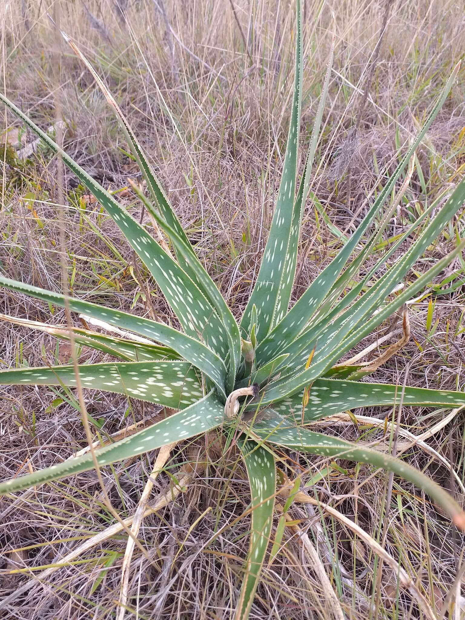 Aloe micracantha Haw. resmi