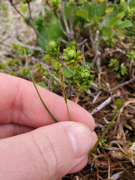 Image of Grassy-Slope Arctic Sedge