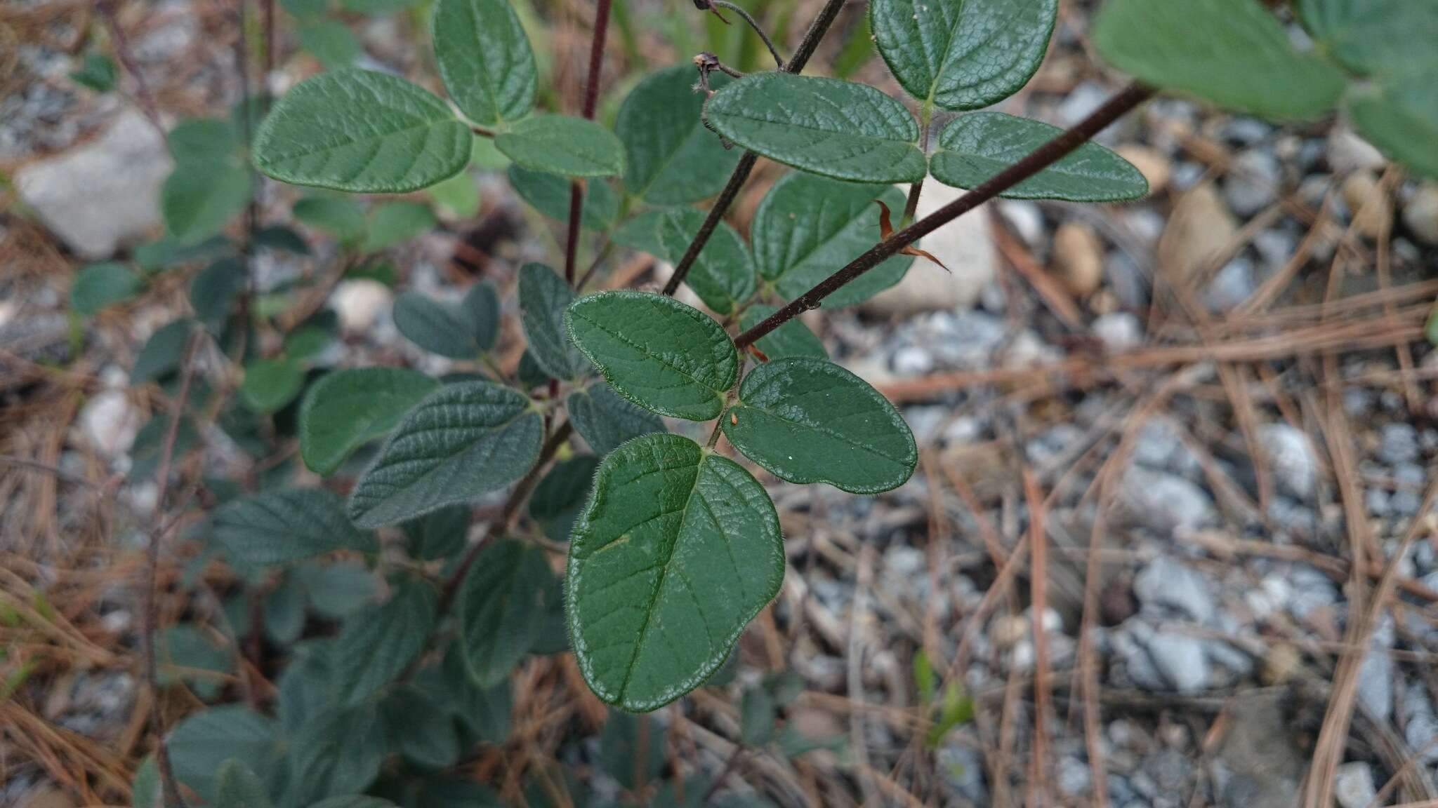 Image of Graham's ticktrefoil