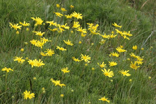 Image of Euryops laxus (Harv.) Burtt Davy