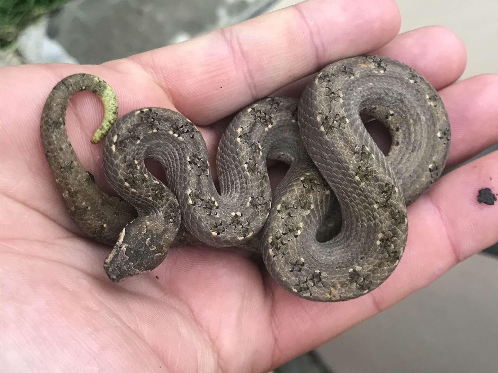 Image of Cuban Black-tailed Dwarf Boa