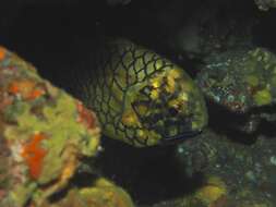 Image of pinecone fishes