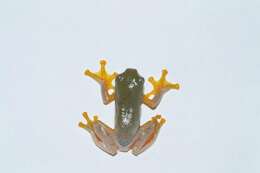 Image of Double-spotted Red-webbed Tree Frog