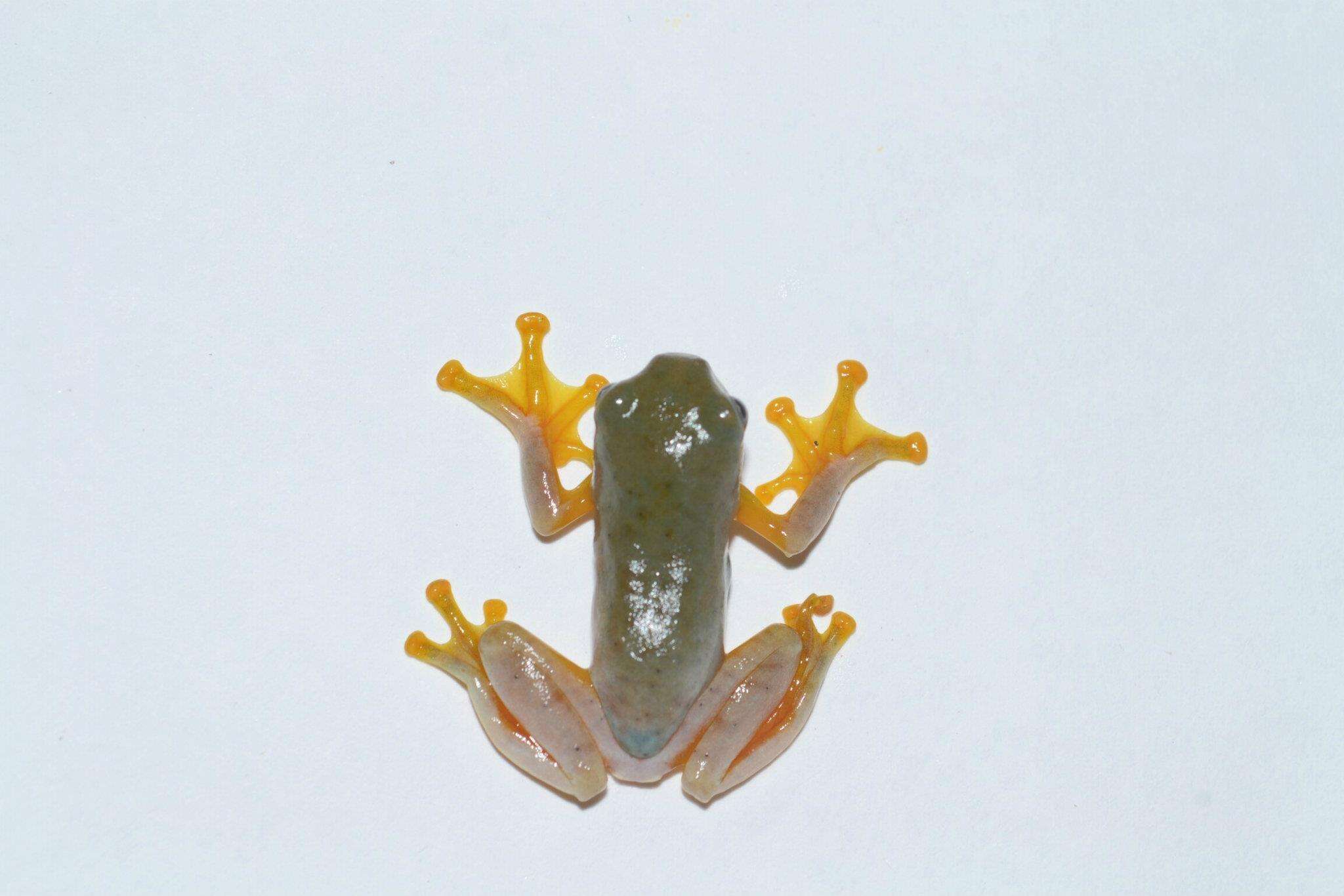 Sivun Rhacophorus bipunctatus Ahl 1927 kuva