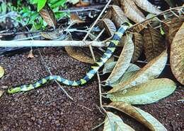 Image of Boiga dendrophila latifasciata (Boulenger 1896)