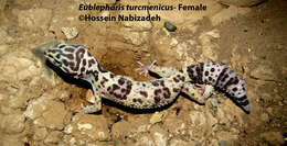 Image of Turkmenistan Eyelid Gecko