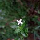 Image of Otiophora pauciflora Baker