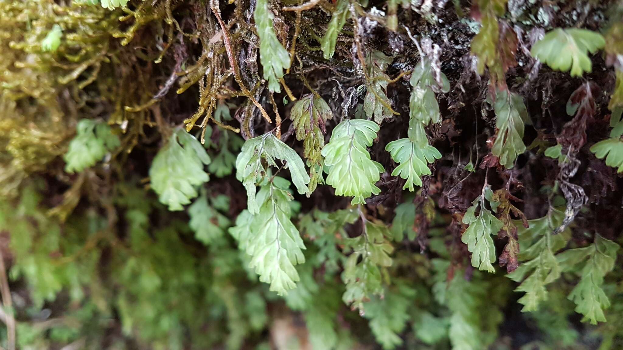 Image de Hymenophyllum rarum R. Br.