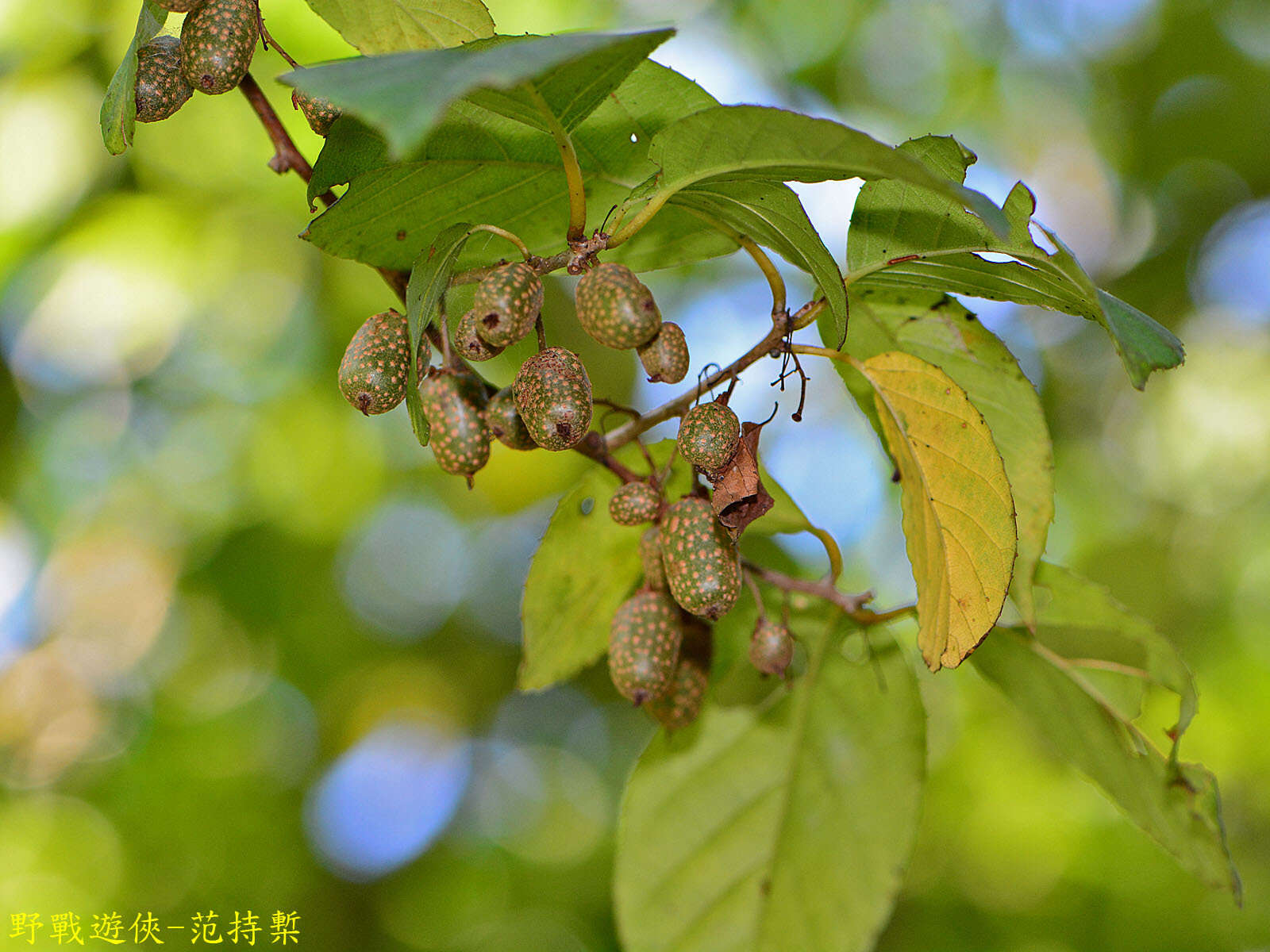 Image of Actinidia callosa var. discolor C. F. Liang