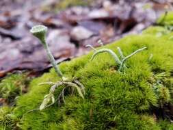 Image of montane dicranum moss