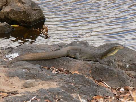 Image of Mertens's Water Monitor