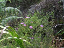 Imagem de Lampranthus falciformis var. falciformis