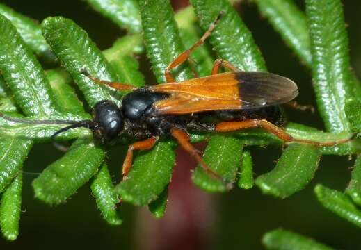 Image of Priocnemis conformis Smith 1876