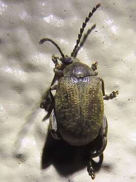 Image of Caryobruchus