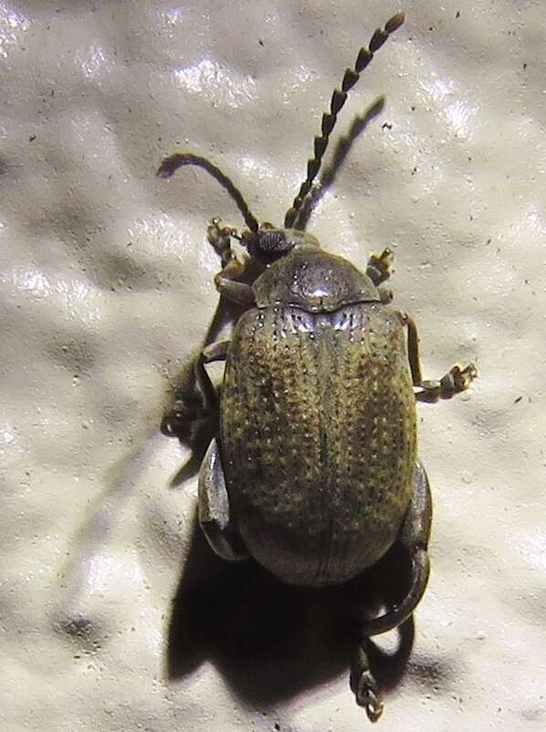 Слика од Caryobruchus gleditsiae (Linnaeus 1767)