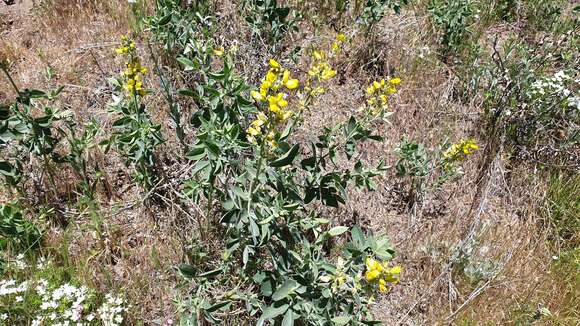 Image of California goldenbanner