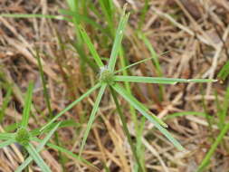 Image of Cyperus aromaticus (Ridl.) Mattf. & Kük.