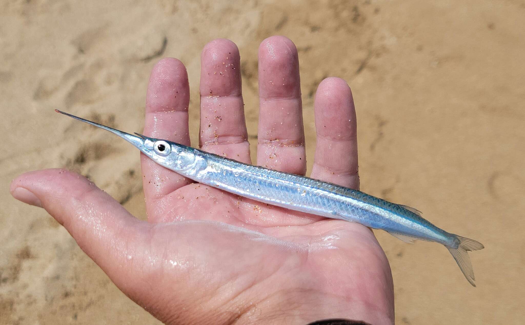 Image of Acute halfbeak