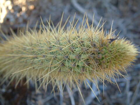 Image of snakecactus