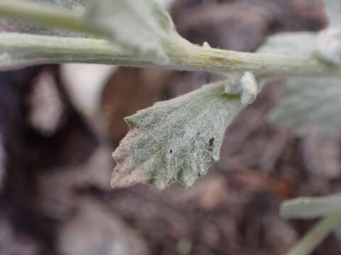 Image of common woolly sunflower