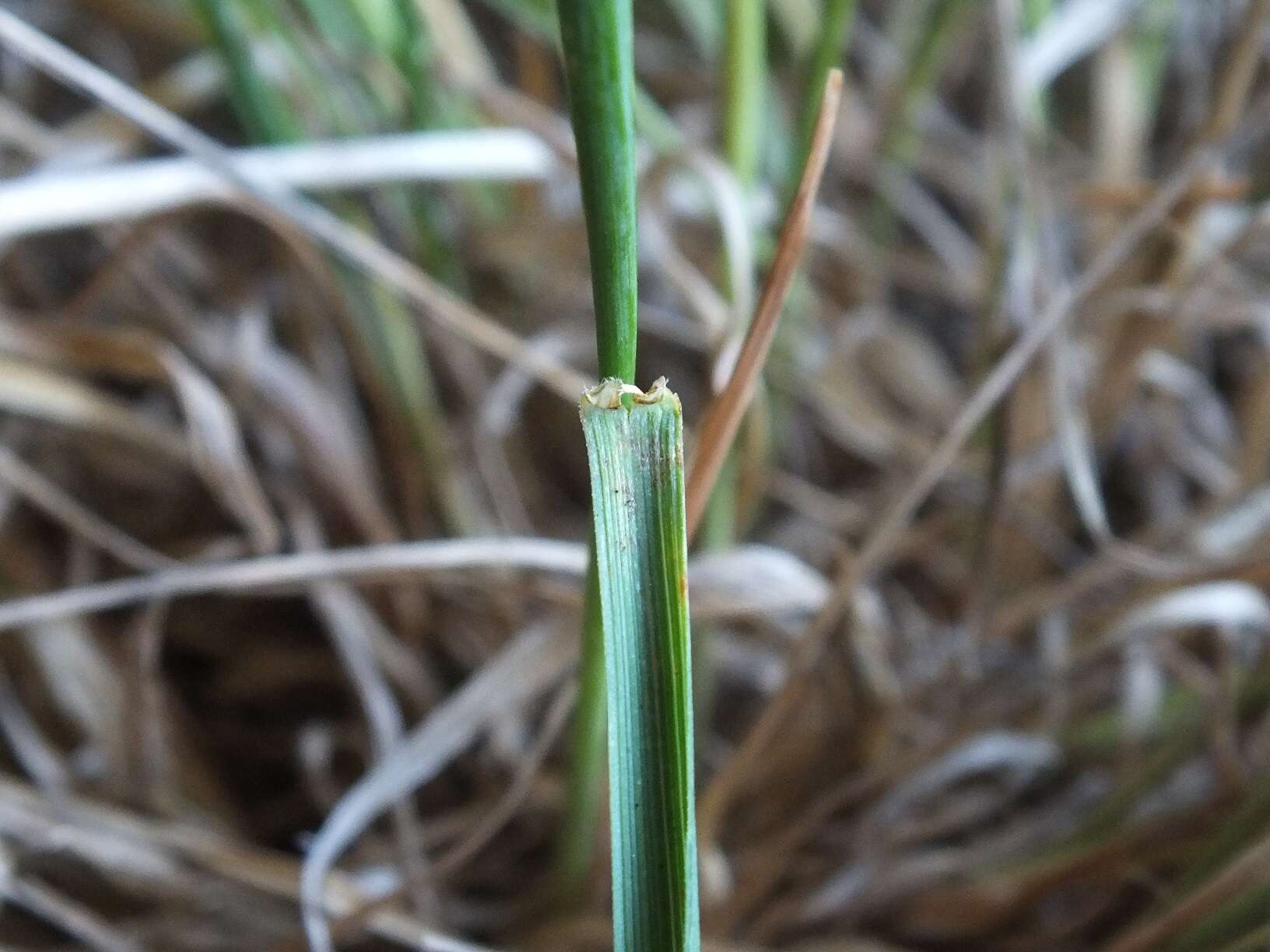 Image of Trisetum tenellum (Petrie) Allan & Zotov ex Laing & Gourlay