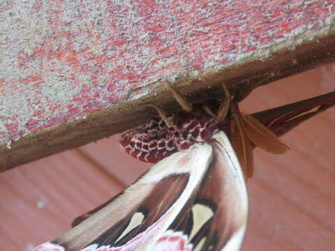 Image of atlas moth