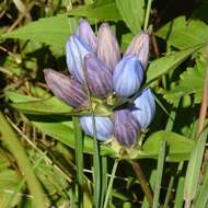 Image de Gentiana andrewsii Griseb.